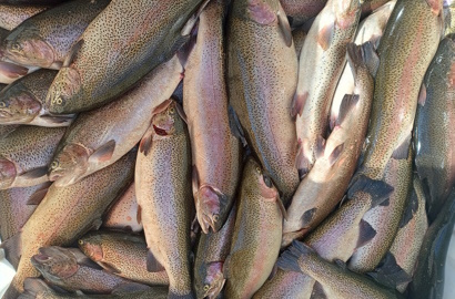 forel riba
